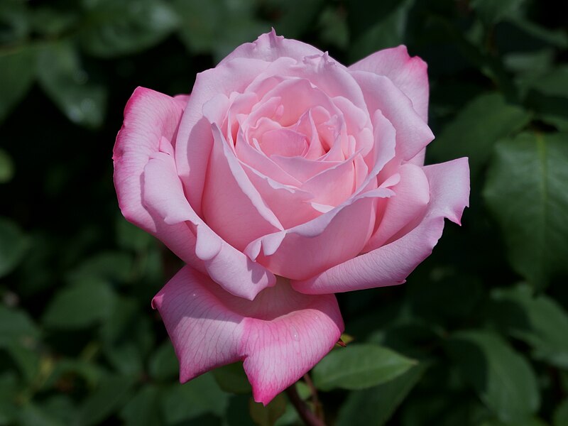 http://goddessschool.com/projects/ESylvia/Rosa_'Lady_Luck'_at_Ishida_Rose_Garden_in_Odate,_Akita,_Japan